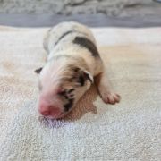 Bąbel Bubusiowo FCI