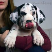 MARLEY Athel Loren 