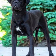 Bugatti Sensitive Big Invincible Star