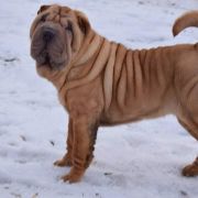 Verginiya s chernigivskoy gubernyi