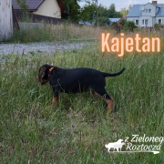 KAJETAN z Zielonego Roztocza