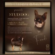 I’am Chocolate Fondant Samedino 