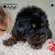 INCREDIBLE MR. Arhat