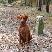 KLARA Rhodesian Heart