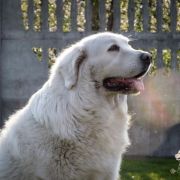 ISKIEREK Złota Grań