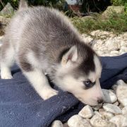 Leon z Bratkowej Ohany