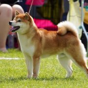 Harukou Okami No Hokori (FCI)