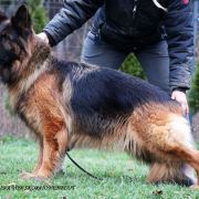 Ukraina von Skorpionenblut