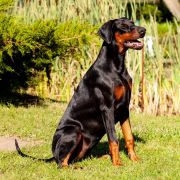 PASSION Błękitny Kanion FCI