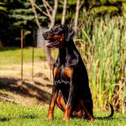 PASSION Błękitny Kanion FCI