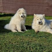 NABU Powiew Północy FCI 