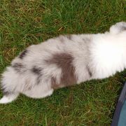 Diger Jodłowy Border