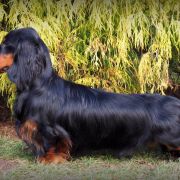 APPLAUSE Long and Lovely