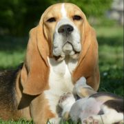 INFANTA ISABELLA DARLING JOY