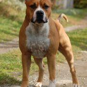 Mł. Ch.Pl Ch. Pl z Grabskiego KEARNEY SOUTH