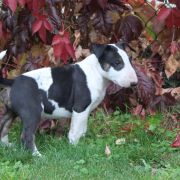 Pogięty Paragon Gryźbull