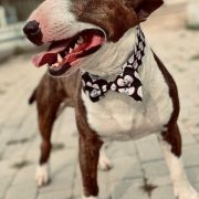 PRECIOUS MR. TADEUS Gemma Gemmarum FCI