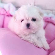 Unika Stella Dell Mare 