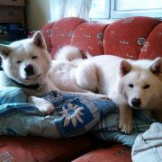 ICHIGO Błękitny Pejzarz