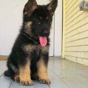 Baron Chocolate magnate D'Artagnan