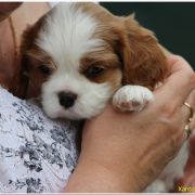 Xantos Ex imo Corde (FCI)