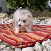 Lizbona z Bratkowej Ohany