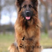 Ukraina von Skorpionenblut