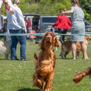 QUENTIN'S BLACK MAMBA Ginger State of Mind