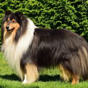 Gambell van het Melkmeisje