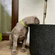 ABRACADABRA ze Stryszowskiego Boru FCI 