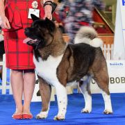 Empress Fike Znak zodiaka TIGR 