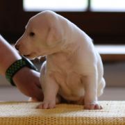 HOUNDSFOREVER Arctos