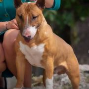 Charlie Lauras Dream Fci