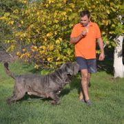 кани античи дель мондо мачедоне