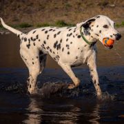 Qybash aus dem Haus Punctum L.U.A (N/N)