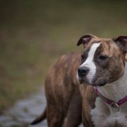 Honeybee Guardian of forest
