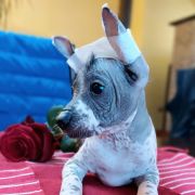 KISS OF ART Design by Margarejro FCI 