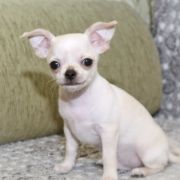 Alter Ego Emerald In Gold