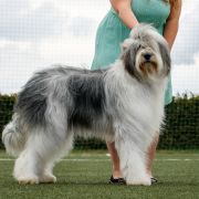 Laniakea Tatum Collis Amores