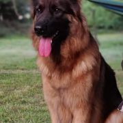 MAFIA Wilcza Horda Team FCI