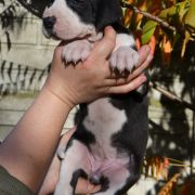 SILVANA Czar Olbrzyma