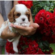 Xavier Ex imo Corde (FCI)