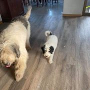 SPIRITUL MIORITICULUI ENIA MONASIM