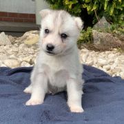 Lincoln z Bratkowej Ohany