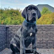 ANUBIS Przylądek Doga FCI 