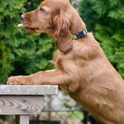 ETERNIA ZOAR Ginger State of Mind