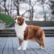 Atika Gorzowska Panorama