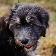 SŁOWIANKA z Futrzastych Nicponi