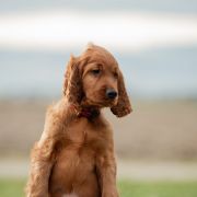 Gorgeus Wind of Love 