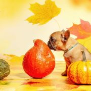 TELMA Hokus Pokus z Perłowej